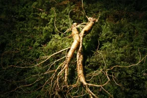 Ginseng