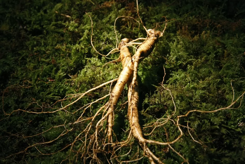 Ginseng